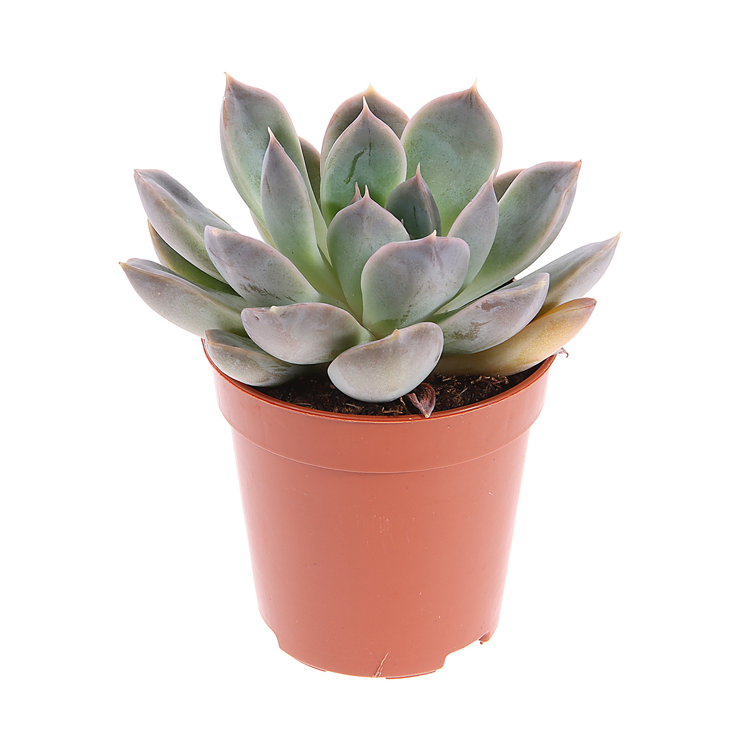 Эхеверия Ромео D6 Н7 *1/20