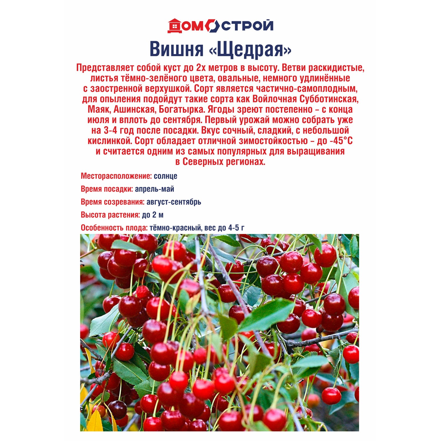 Вишня Щедрая