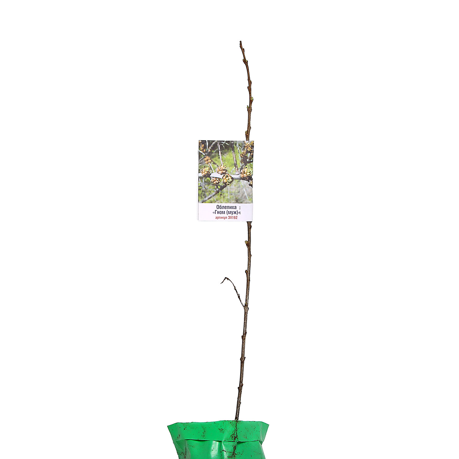 Облепиха Гном (муж.) Облепиха Гном (муж.)