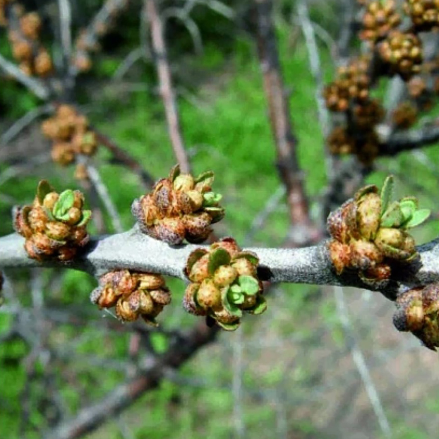 Облепиха Гном (муж.) Облепиха Гном (муж.)
