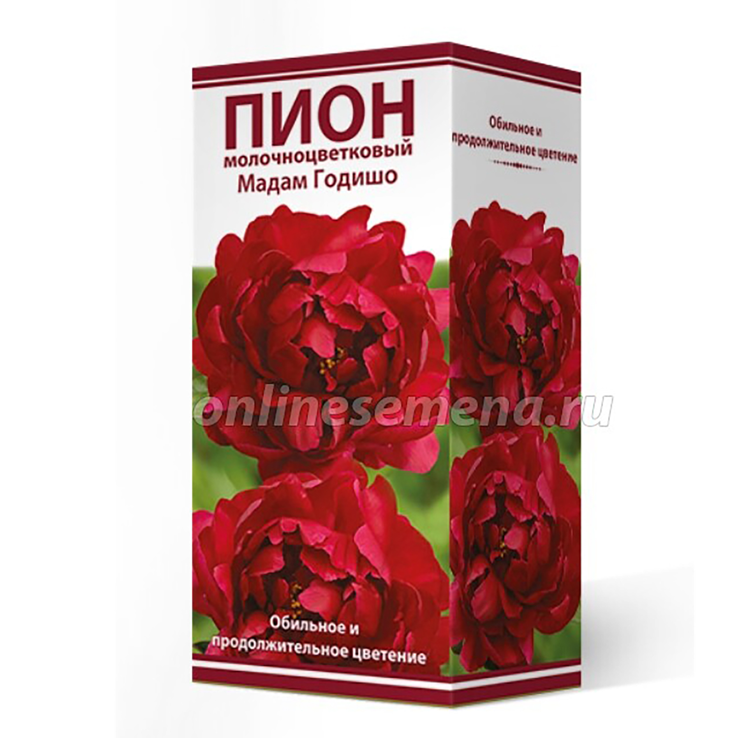 Пион молочноцветковый Мадам Годишо 2-3/Кор