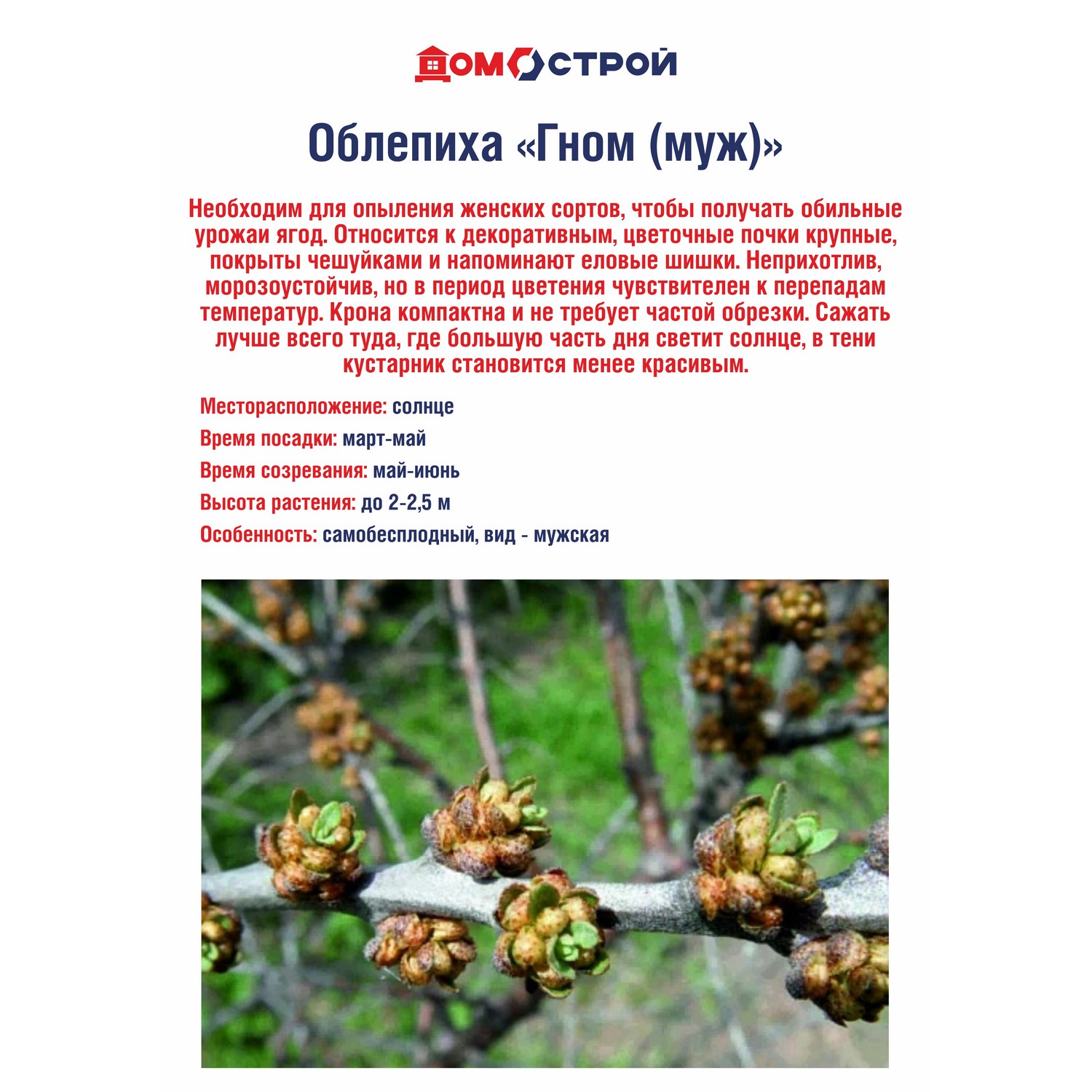 Облепиха Гном (муж.) Облепиха Гном (муж.)